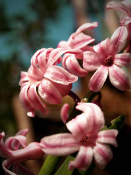 Pink Flowers