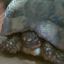 my last turtle