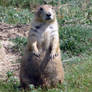 Prairie Dog