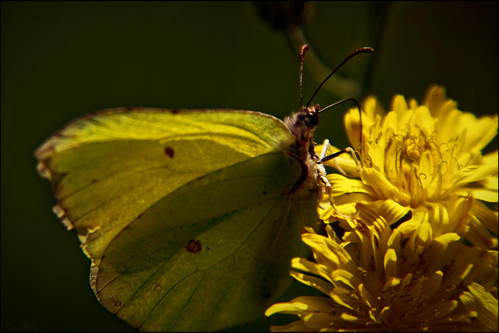 Lemonade ( Petit Citron)