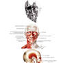 Anatomie - Visage