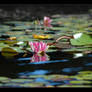 Lillies on the Water