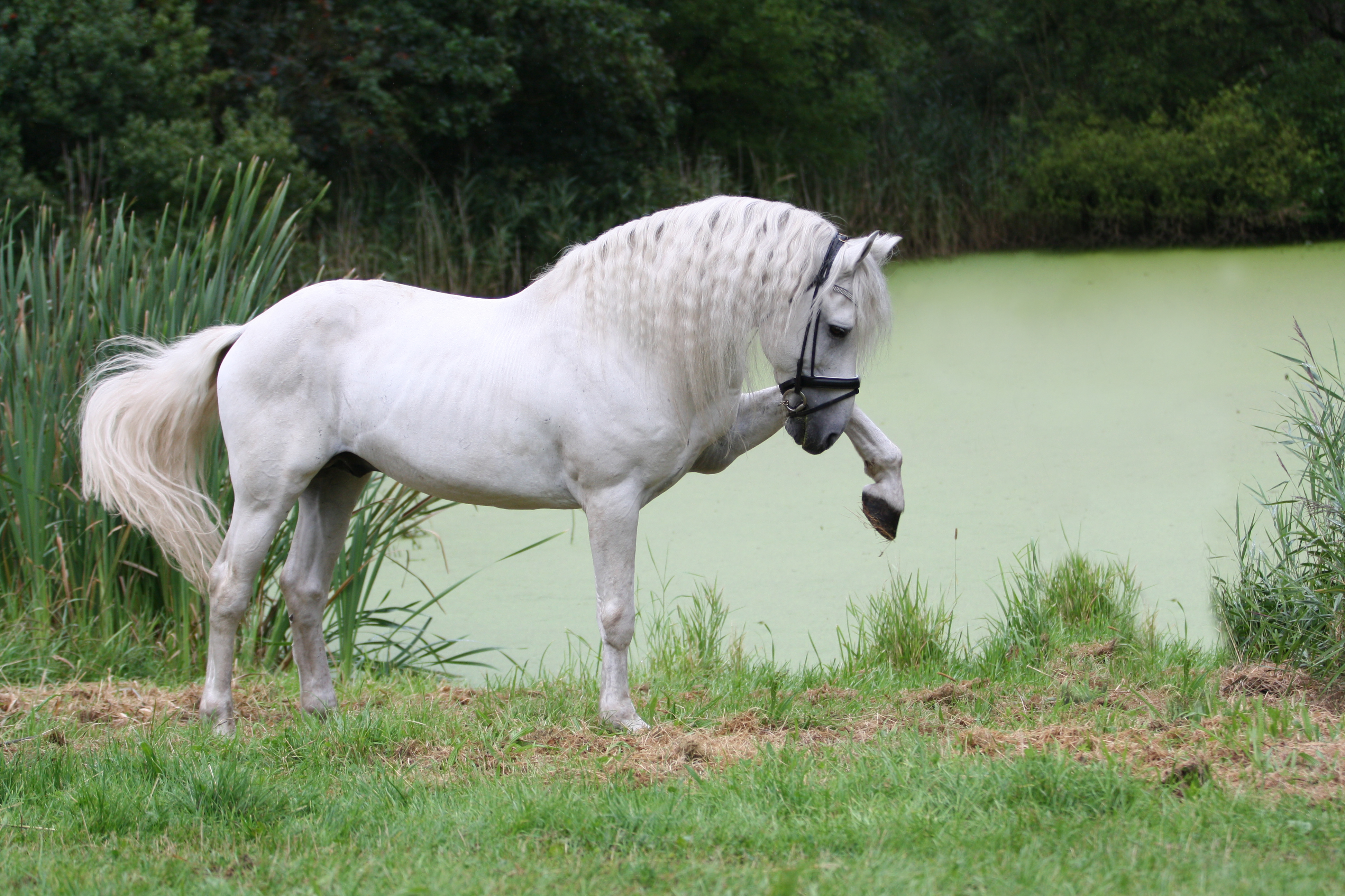 Sjamaan Andalusian x Frisian