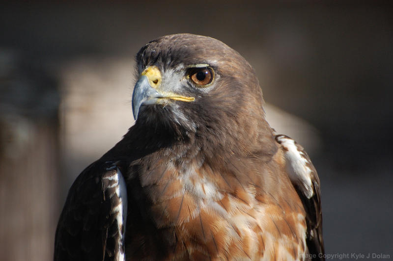 Hawk Up Hawk up Closer by Focus-Fire on DeviantArt