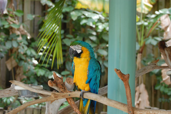 Macaw