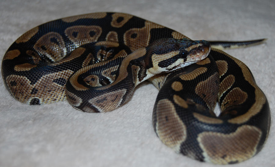 Ball Python Posing by Focus-Fire on DeviantArt