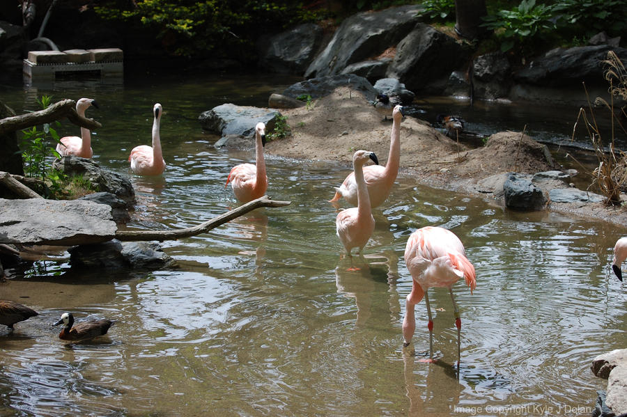 Pink Procession