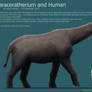 Paraceratherium