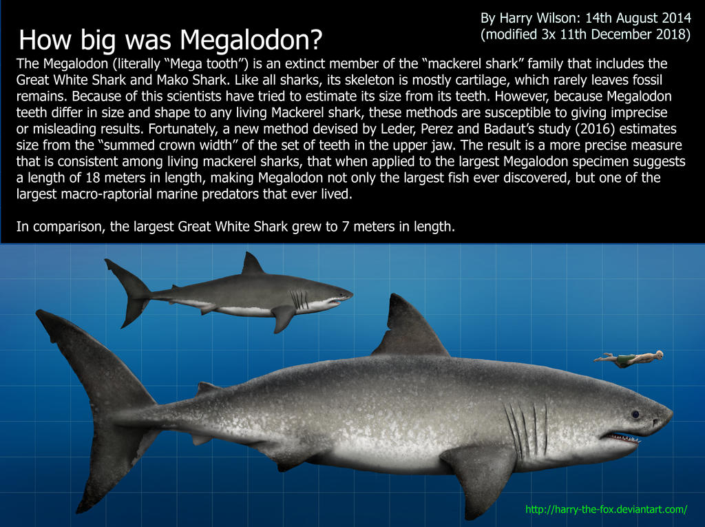 Megalodon Size by Harry-the-Fox on DeviantArt
