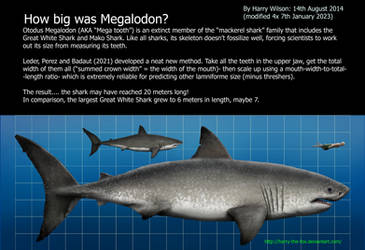 Megalodon Size