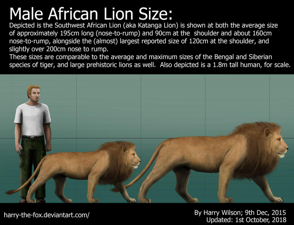 Male Lion Size