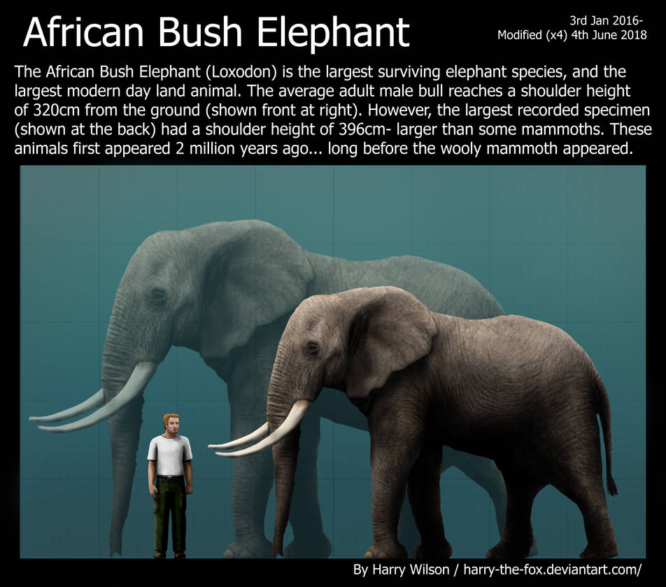 African Bush Elephant by Harry-the-Fox on DeviantArt