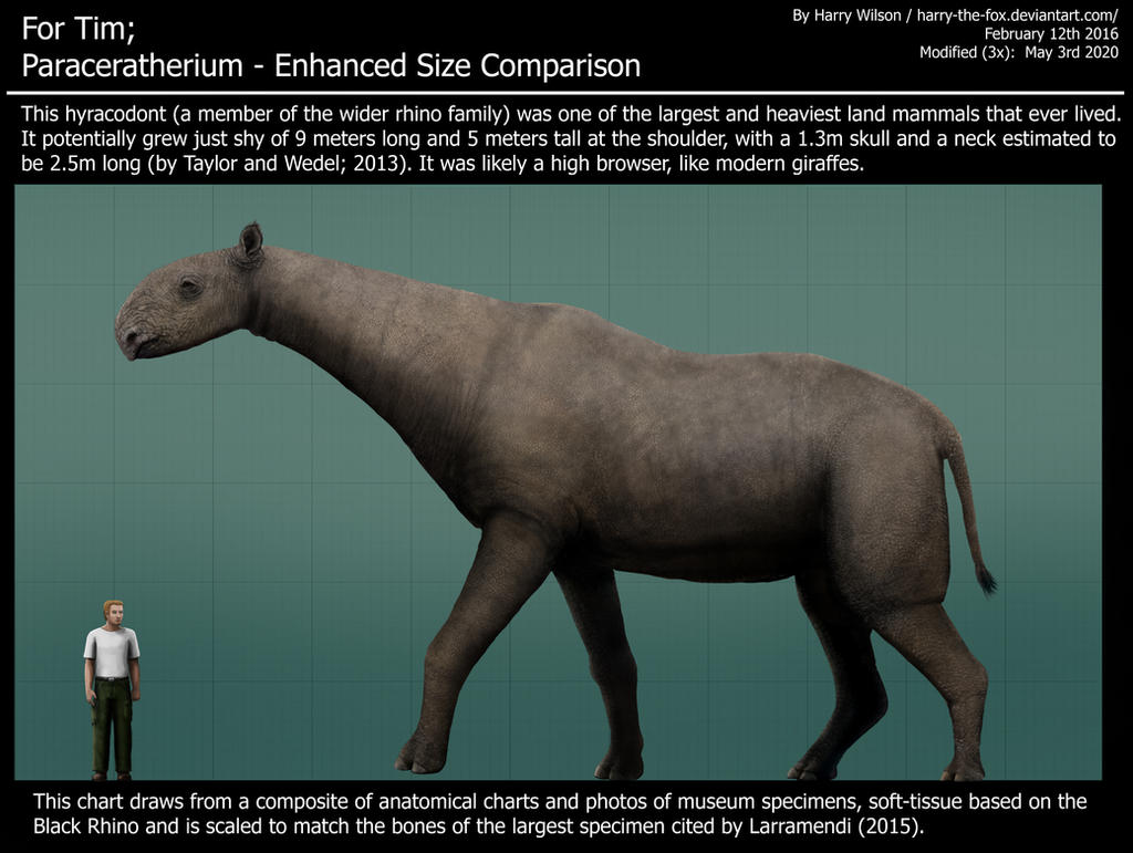 Paraceratherium Enhanced Size Comparison By Harry the Fox On DeviantArt paraceratherium-enhanced-size-comparison-by-harry-the-fox-on-deviantart