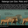 Katanga Lion and Lioness Size