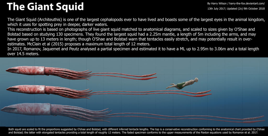 Colossal Squid Size Chart CBBC Newsround | ANIMALS | Colossal Squid