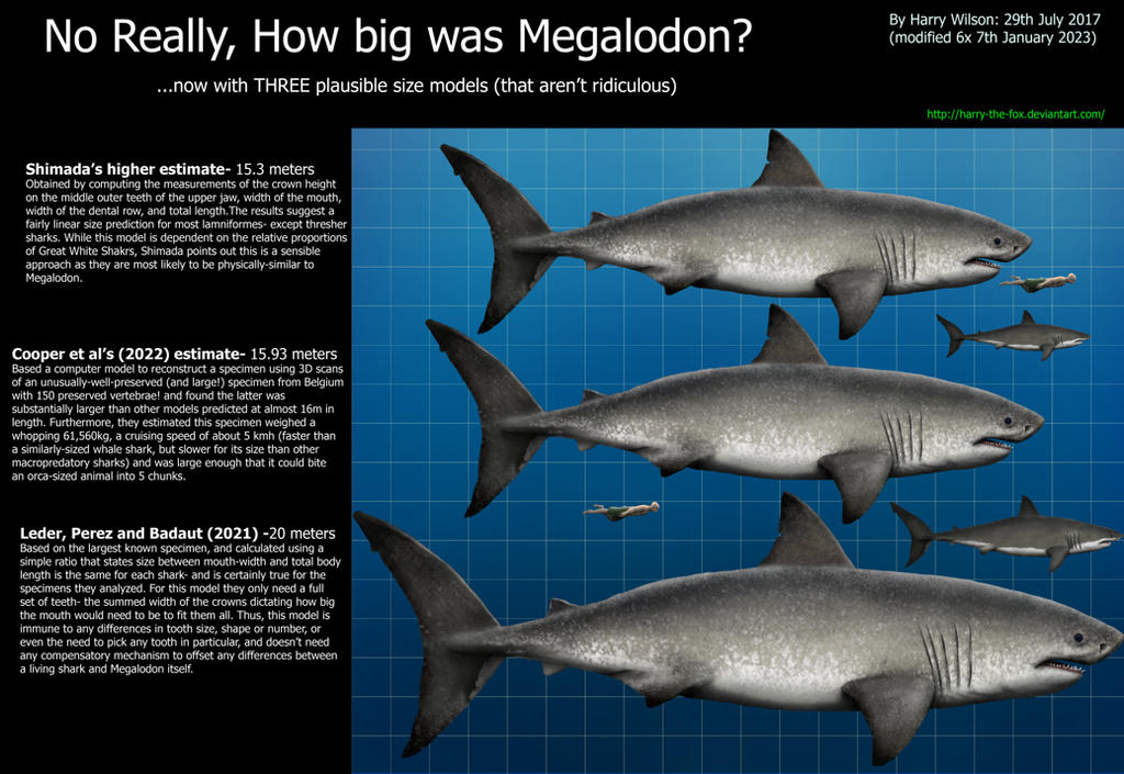 No Really, How big was Megalodon? by Harry-the-Fox on DeviantArt