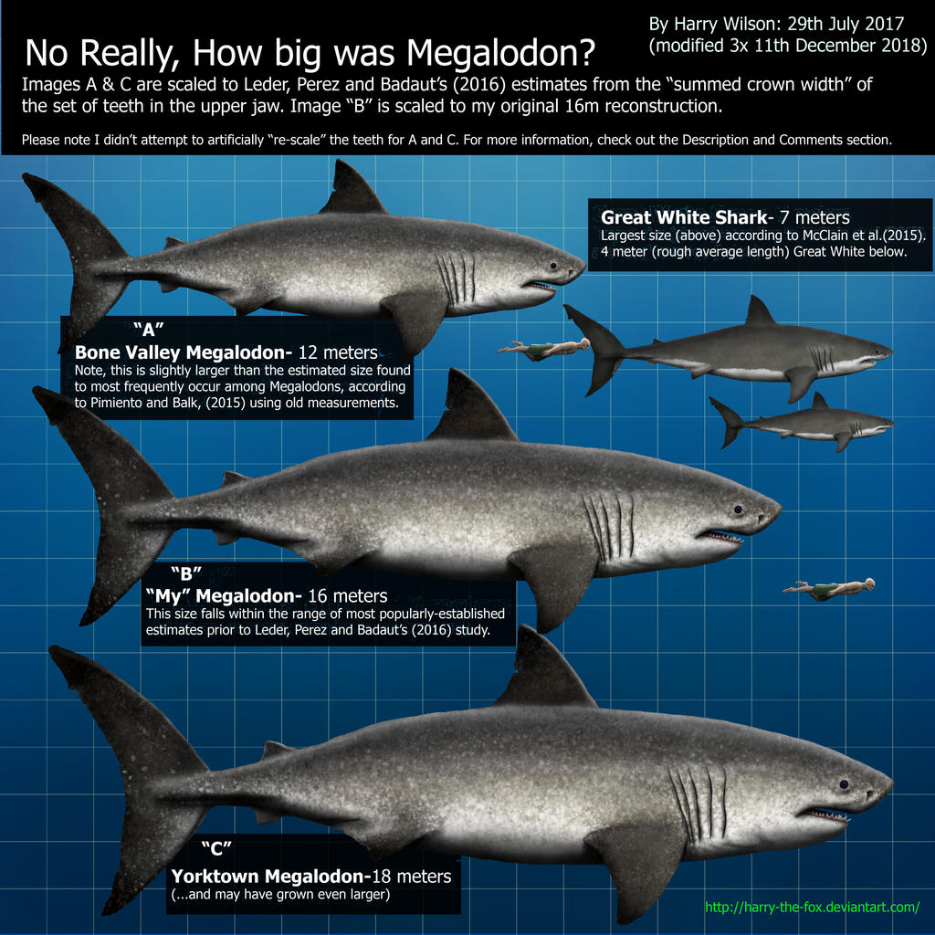 Megalodon Size Part 2 by Harry-the-Fox on DeviantArt