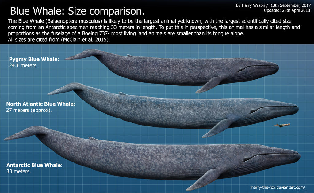 Blue Whale Size Chart by Harry-the-Fox on DeviantArt