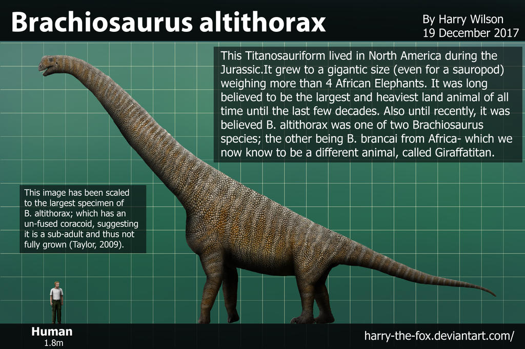 Brachiosaurus Size Comparison By Harry the Fox On DeviantArt brachiosaurus-size-comparison-by-harry-the-fox-on-deviantart