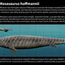 Mosasaurus hoffmannii Size