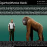 Gigantopithecus blacki size comparison