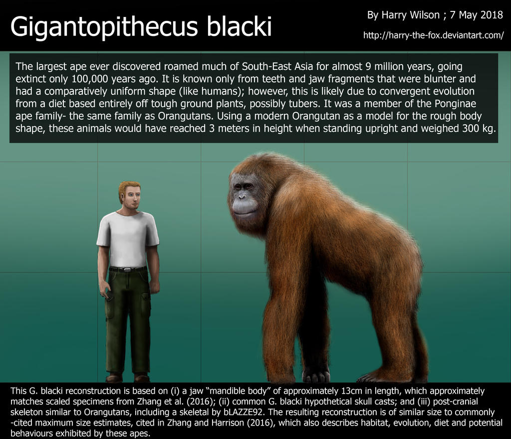 Gigantopithecus Vs Bigfoot gigantopithecus-vs-bigfoot
