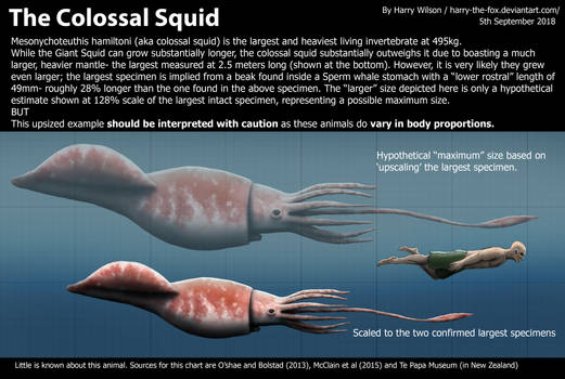 Colossal Squid Size