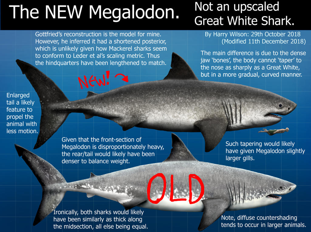 My NEW Megalodon by Harry-the-Fox on DeviantArt