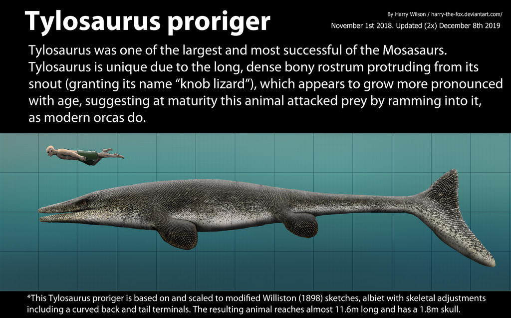 Tylosaurus Proriger Size By Harry the Fox On DeviantArt tylosaurus-proriger-size-by-harry-the-fox-on-deviantart