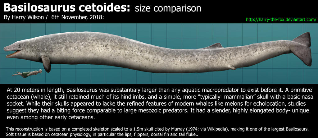 Basilasaruous Basilosaurus Size by Harry-the-Fox on DeviantArt
