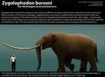 Zygolophodon borsoni Size