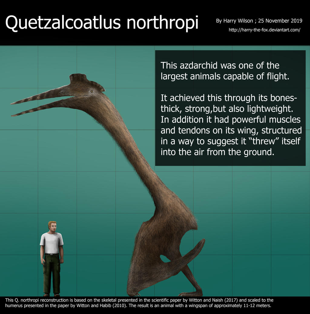 Quetzalcoatlus Size Comparison Pterosaur Size Comparison Artwork A quetzalcoatlus-size-comparison-pterosaur-size-comparison-artwork-a
