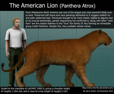 American Lion Size