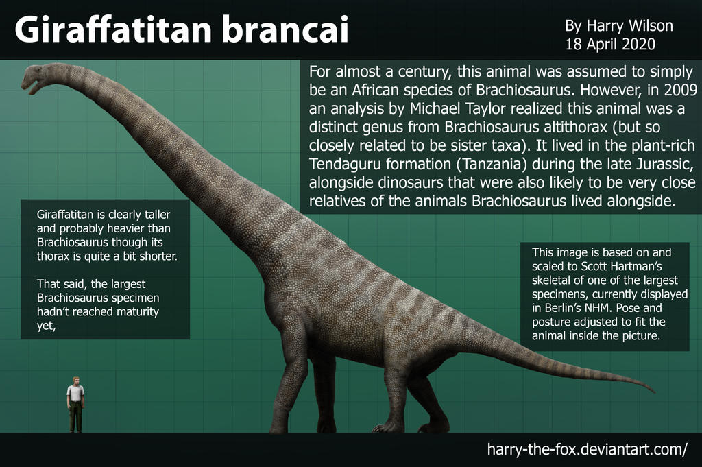 Giraffatitan Brancai Size By Harry the Fox On DeviantArt giraffatitan-brancai-size-by-harry-the-fox-on-deviantart