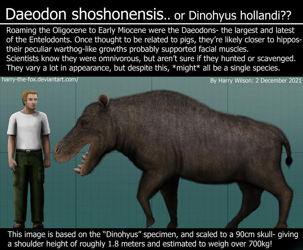 Daeodon Size by Harry-the-Fox on DeviantArt