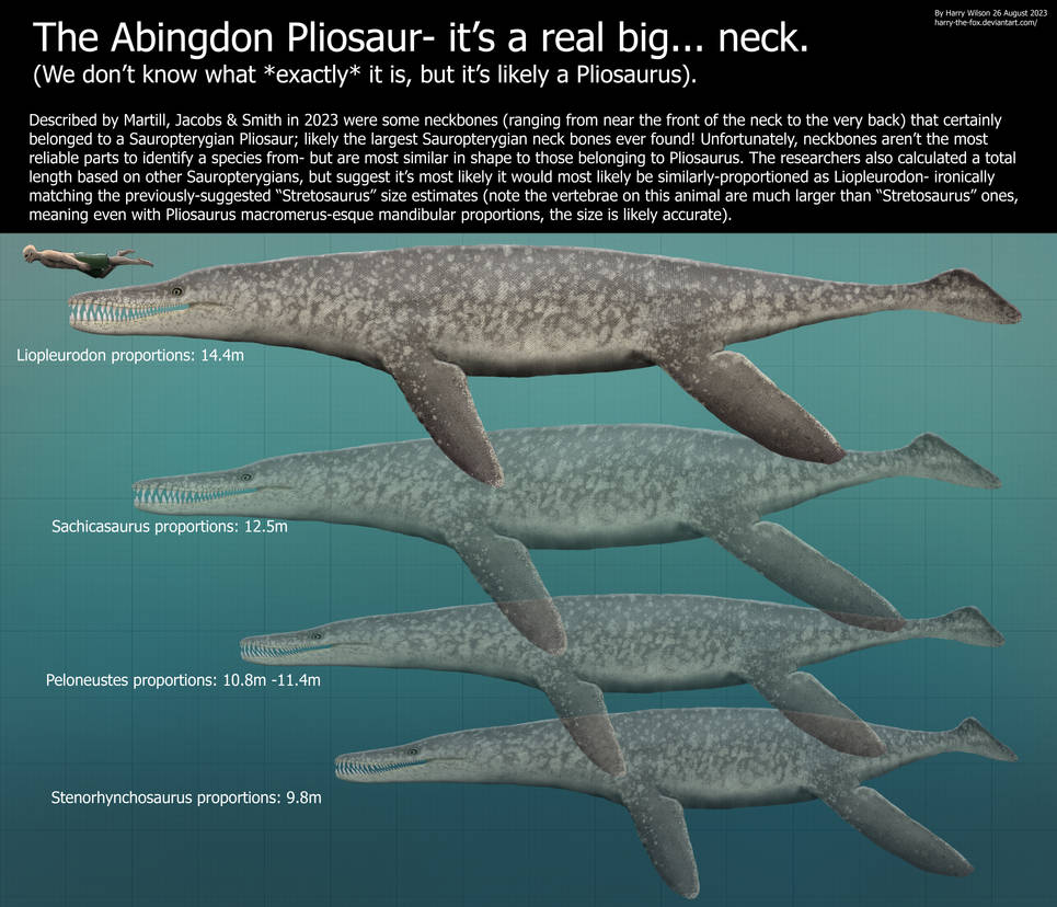 Pliosaurus Types Abingdon Pliosaurus Size by Harry-the-Fox on DeviantArt