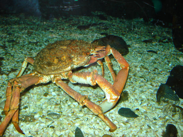 Underwater Spider