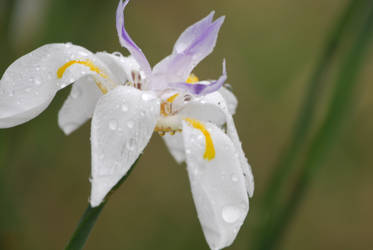 Rain drops flower