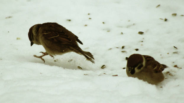 Tree Sparrow