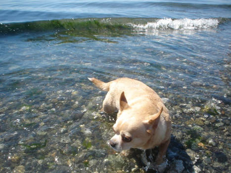 Mocha at the Beach