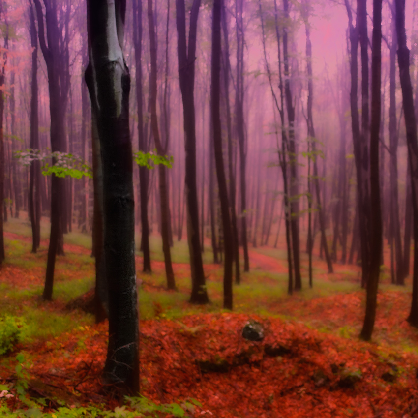 Bukki Nemzeti magic forest