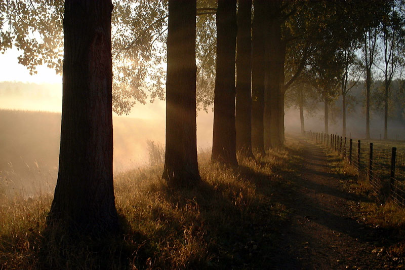 misty path