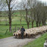 transhumance