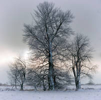 trees and snow....