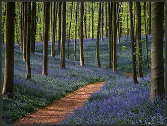 The blue forest