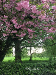 Pink Blossom