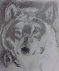 Grey Wolf