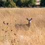 Deer In Grass