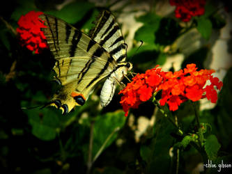 Tiger Butterfly