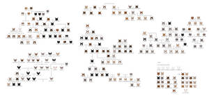 COMPLETE Warriors Family Tree (Part 1) - SPOILERS by Kibui on DeviantArt